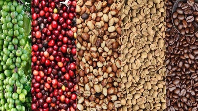 دان قهوه سبز عربیکا و روبوستا